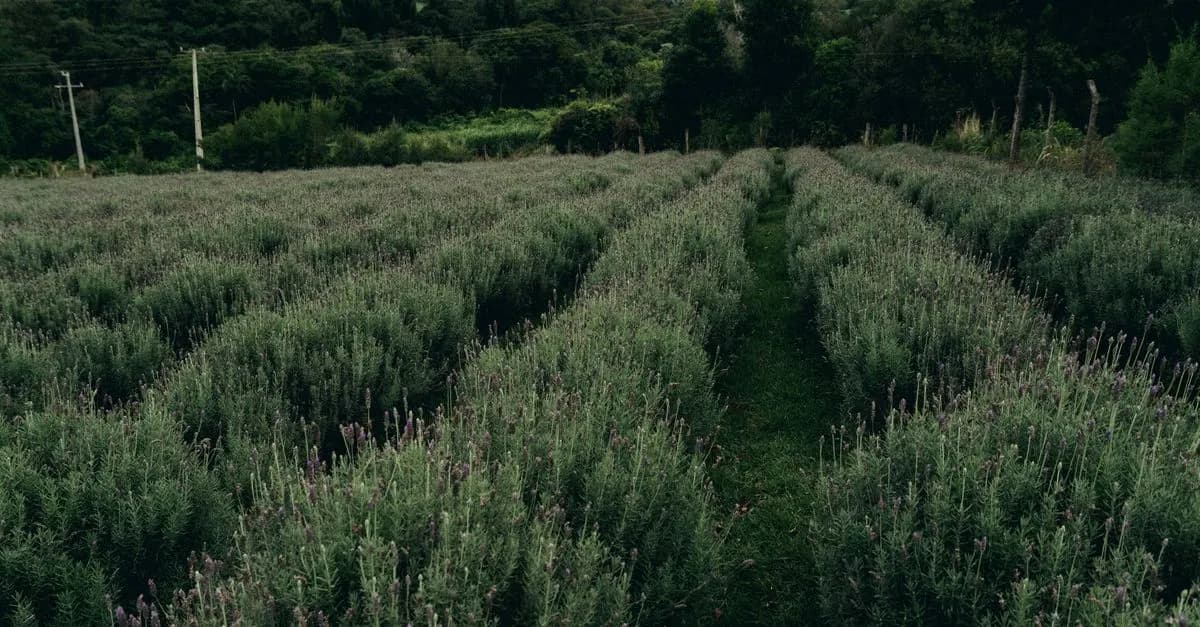 Les bienfaits des produits naturels pour la santé mentale