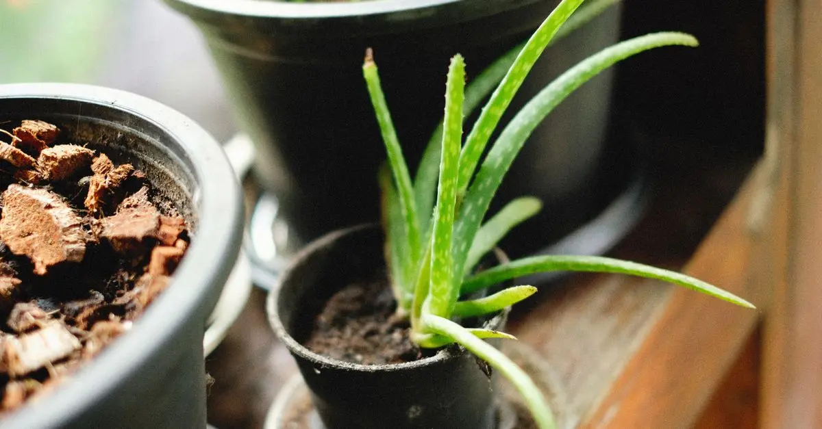 Les meilleures plantes médicinales à avoir chez soi