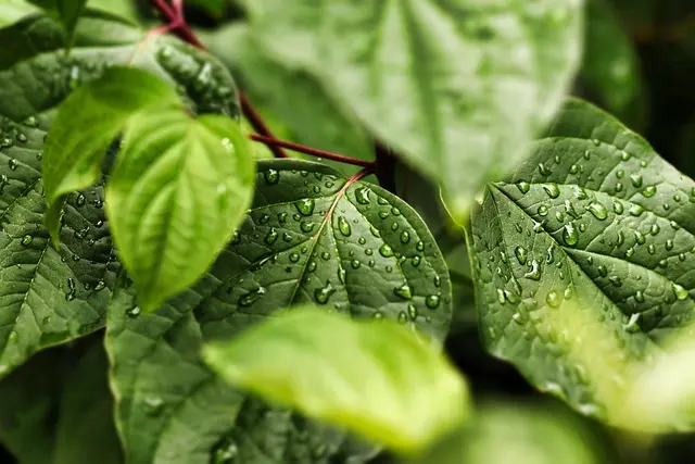 Les bienfaits des produits naturels pour l'environnement
