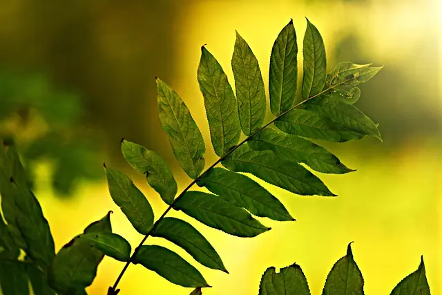 10 astuces pour choisir des produits naturels efficaces