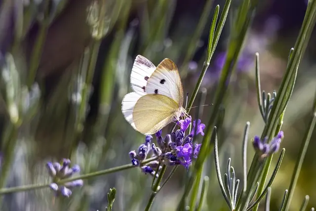 Routine beauté : intégrer le naturel dans son rituel quotidien