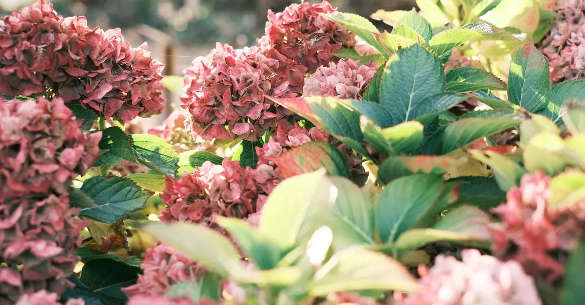 Produits naturels contre les allergies : 5 solutions efficaces