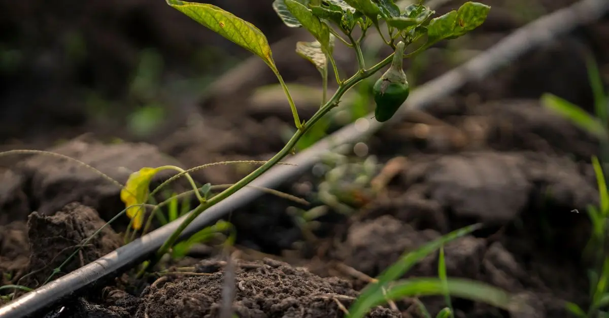 Les meilleures plantes naturelles pour purifier votre intérieur