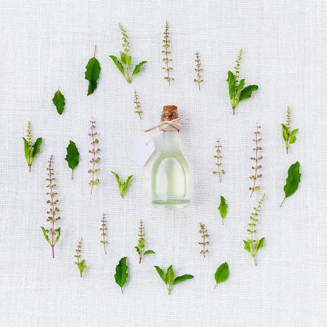 5 plantes naturelles pour booster votre immunité