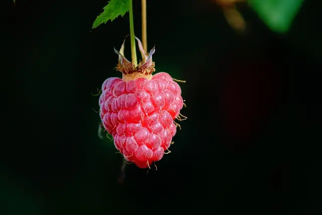 Comment intégrer les tisanes naturelles dans votre routine quotidienne
