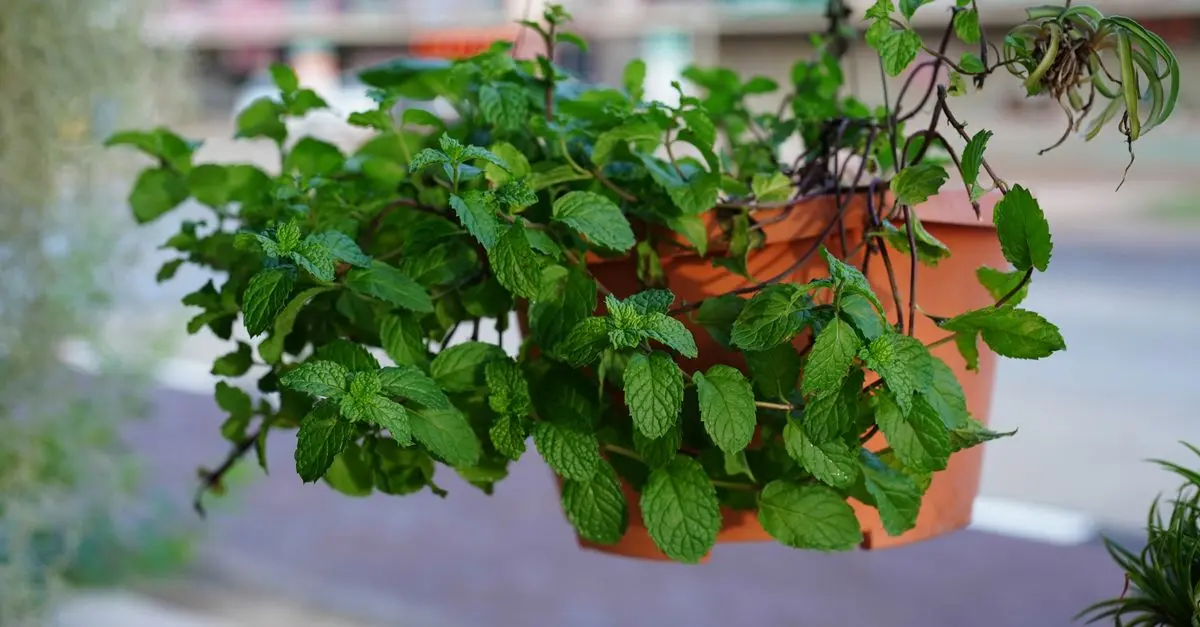 Les meilleures pratiques pour utiliser les produits naturels au quotidien
