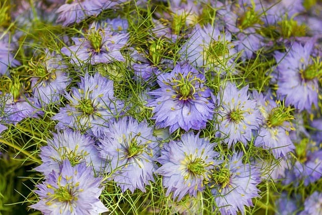 Les 10 meilleures plantes médicinales à avoir chez soi