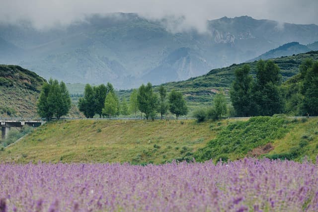 Produits naturels contre le stress : 5 solutions efficaces
