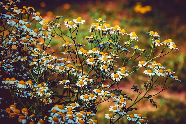 Les bienfaits des plantes médicinales dans votre quotidien